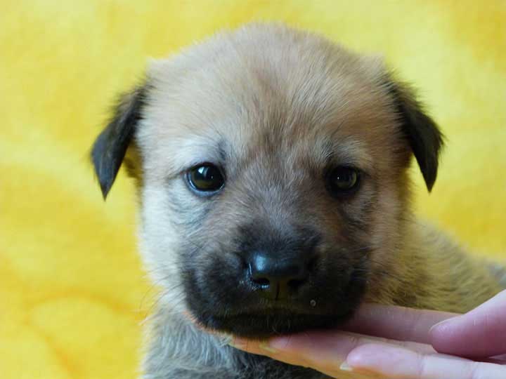 chinook puppy